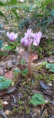 Cyclamen hederifolium
