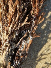 Cladostephus spongiosus