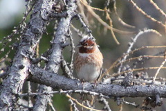 Emberiza leucocephalos