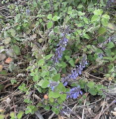 Coleus