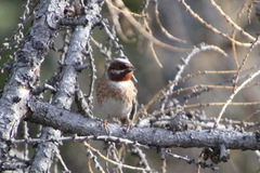Emberiza leucocephalos