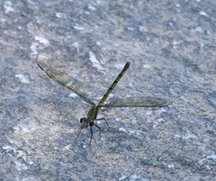 Diphlebia euphoeoides