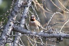 Emberiza leucocephalos