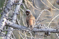 Emberiza leucocephalos