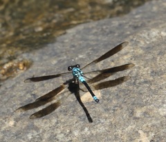 Diphlebia euphoeoides