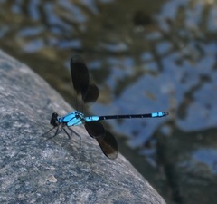 Diphlebia euphoeoides