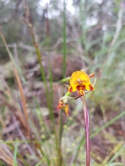 Diuris