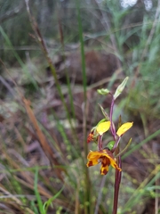 Diuris