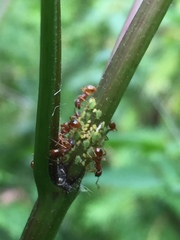 Myrmica rubra