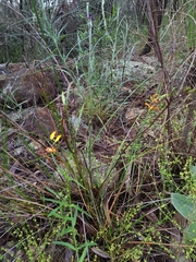 Diuris