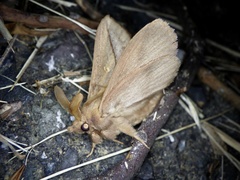 Euthrix albomaculata directa