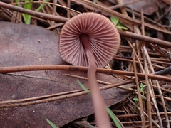 Mycena seynii