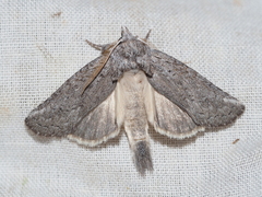 Scythrophanes stenoptera