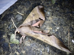 Marumba echephron
