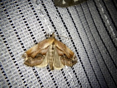 Lophomilia polybapta