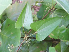 Dioscorea oppositifolia