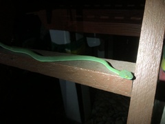 Trimeresurus macrops