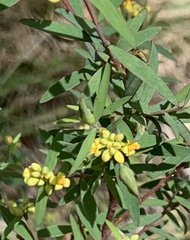 Wikstroemia indica