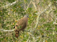 Turtur chalcospilos