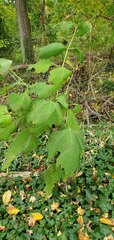 Smallanthus uvedalia