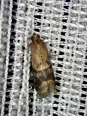 Acrobasis bellulella
