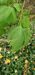 Smallanthus uvedalia