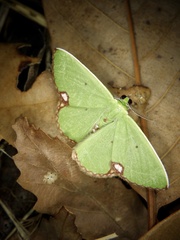 Comibaena procumbaria