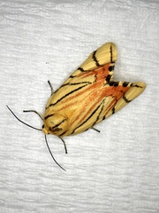 Camptoloma interiorata