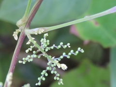 Dioscorea oppositifolia