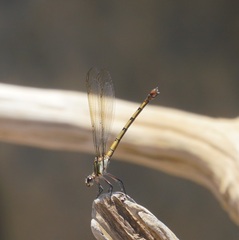 Diphlebia euphoeoides