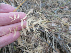 Vicia nervata