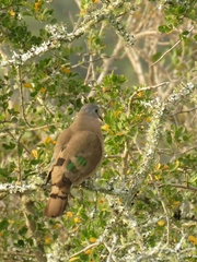Turtur chalcospilos