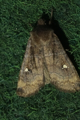 Eupsilia transversa