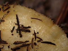 Lactarius pseudoscrobiculatus