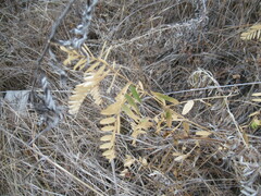 Vicia nervata