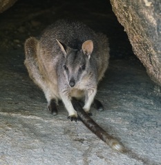 Petrogale mareeba