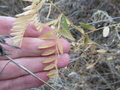 Vicia nervata
