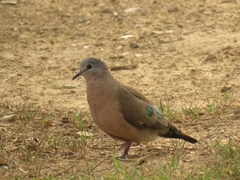 Turtur chalcospilos