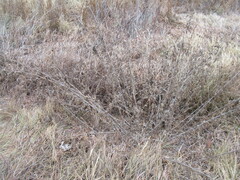 Urtica cannabina