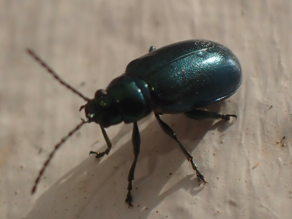 Altica ampelophaga