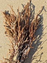 Cladostephus spongiosus