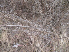 Urtica cannabina