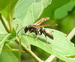 Polistes pacificus