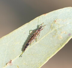 Phlaeothripidae