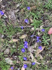 Wahlenbergia gracilis