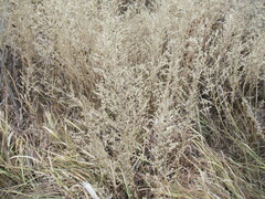 Axyris amaranthoides