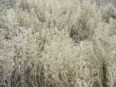 Axyris amaranthoides