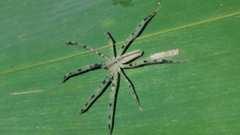 Heteropoda pingtungensis