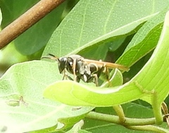 Polistes pacificus
