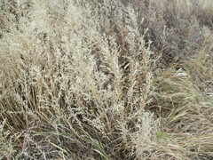 Axyris amaranthoides